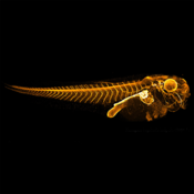 Benchtop mesoSPIM (mesoSPIM.org) image of a stage 44 Xenopus tropicalis tadpole labeled with DSHB antibody a5. Image Credit: Thomas Naert, Ghent University
